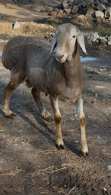 тазы собака: Сатам | Кочкор (эркек) | Арашан | Көбөйтүү үчүн — 3