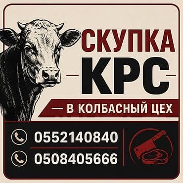 силос упакованный: Колбасный цех : Коровы, быки, | На забой, на мясо — 1