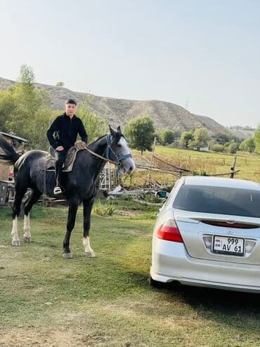 Продаю | Жеребец | Конный спорт