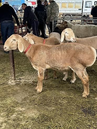 рамоновский бараны: Продаю | Баран (самец) | Арашан | Для разведения | Племенные, Осеменитель — 3