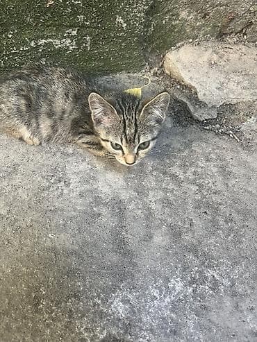 🐾 Отдам котят в добрые и заботливые руки! 🏡❤️ Очаровательные котята — 1
