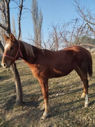 седло для осла: Продаю | Конь (самец) | Рабочий — 4