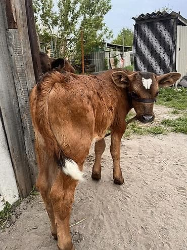 баран меренос: Продаю | Музоо, торпок | Для разведения | Привязанные — 1