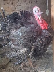 окорочка оптом цена: Индюк :, 10 кг — 2