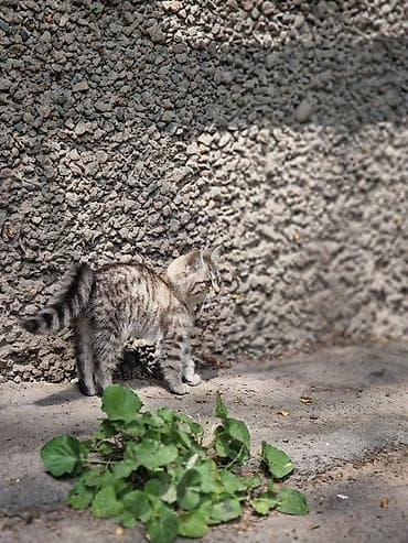 Животные: Кошка даром: Беспородная, 3 месяца, Девочка — 3