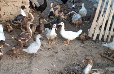 показы 1 354 72 договорная кошка даром британская короткошёрстная 1 год мальчик метис 2 позвонить написать: Продаю уток подростков очень дёшево от тяжёлой линии!Утки разных — 3