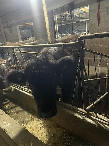 Кошки: Продаю | Корова (самка), Бык (самец), Тёлка | Ангус | На откорм, На забой, Для разведения — 2