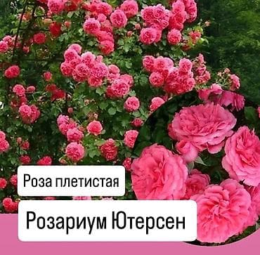 Үй жана бакча: Көчөттөр — 3