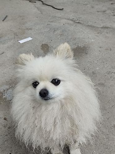 Шпиц, 5 лет, Самка