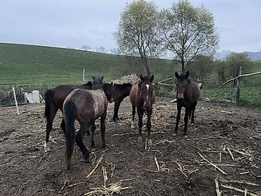 конь рабочий: Продаю | Кобыла (самка), Конь (самец), Жеребец | Полукровка | Для разведения — 6