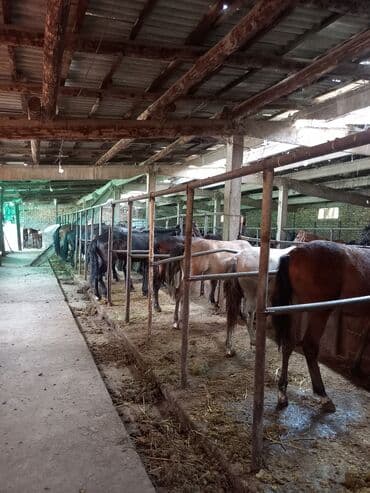 продажа щенков немецкой овчарки с документами в бишкеке: Сатам | Бээ (ургаачы) | Союуга — 4