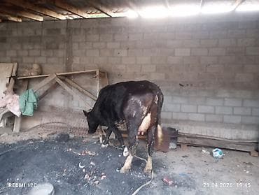 кошка породистый: Продаю | Корова (самка) | Голштин | Осеменитель — 1