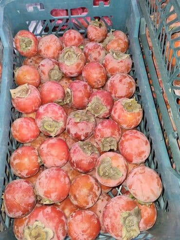 Ковролин: Хурма, сорт с крупными сладкими плодами. - Ароматная — 2