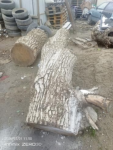 Тактайлар: Продам массивные чурбаки/брёвна лиственной породы для распила и — 1