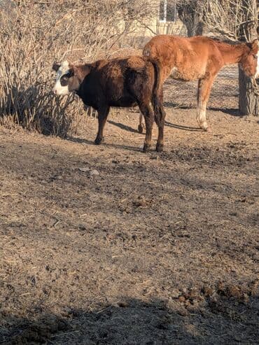 купить собаку для охоты: Продаю | Тёлка | На откорм | Привязанные — 2
