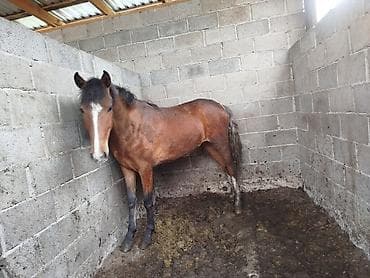 кой мал: Продаю | Кобыла (самка) — 3