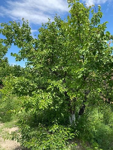 вишн: 4 соток, Для сельского хозяйства — 5