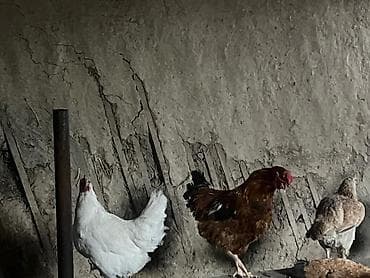 продажа собаки: Продаю | Куры | Домашняя | Для разведения — 4