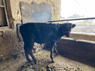 каров: Продаю | Музоо, торпок | На откорм — 4