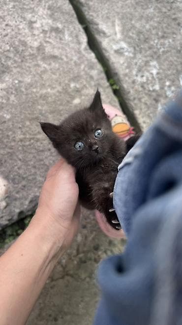 кошке: Кошка даром: Беспородная, 1 месяц, Девочка — 2