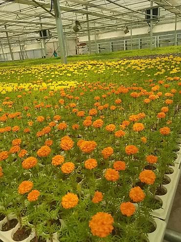 однолетние цветы: Рассада однолетних декоративных культур из теплицы - Бархатцы — 1