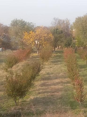 Молодой плодовый сад - Участок с ровным рельефом, засажен рядами