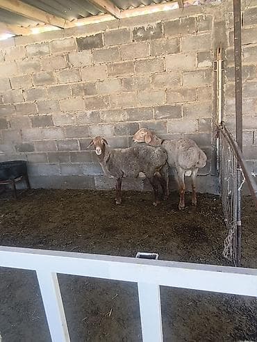 булдок сабака: Продаю | Овца (самка) | Для разведения | Матка — 6