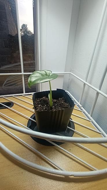 фикус для офиса: Набор комнатных растений в горшках: каменная роза 100 сом. бамбук — 3