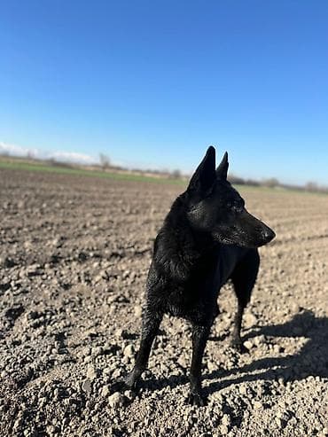 балыкчы мышык: Черная собака среднего-крупного размера с прямыми стоячими ушами и — 4