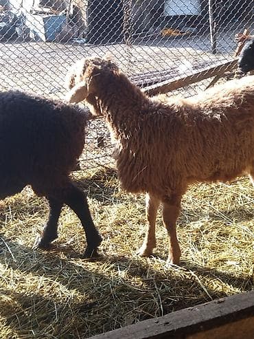 продаю жеребёнок: Продаю | Ягненок — 2