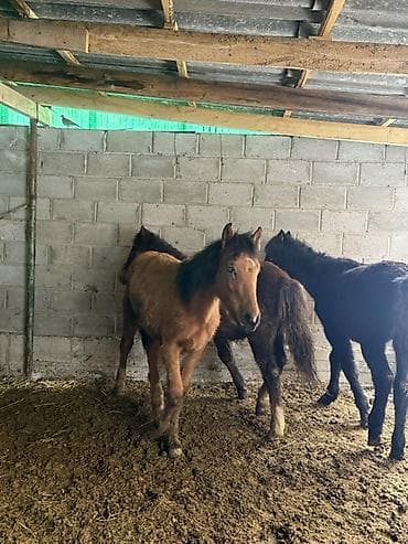 Грызуны: Продаю | Жеребенок | Полукровка | Для разведения — 7