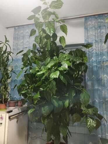 бонсай дерево купить: Гибискус комнатный (китайская роза) в крупном горшке - Высокий — 9