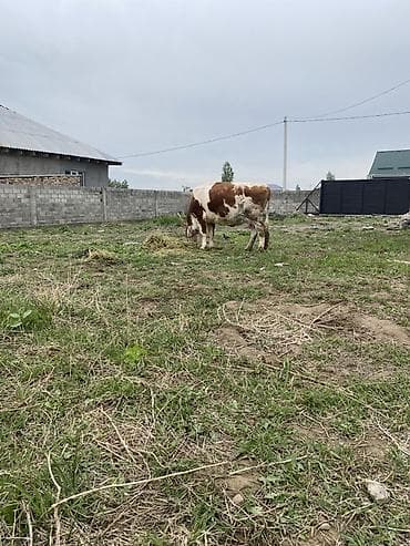 утки белые: Продаю | Корова (самка) | Для молока | Привязанные — 1