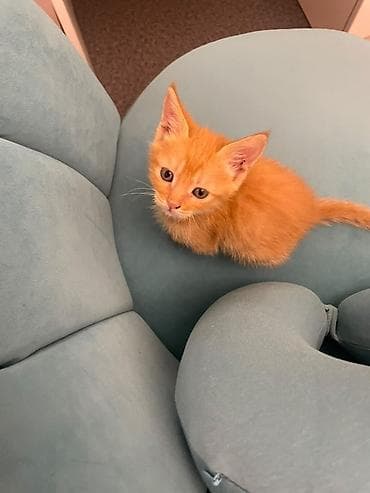 Отдадим котят в добрые руки. Возраст 2 месяца. Кушают сами, к лотку
