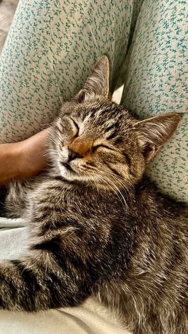 отдам кошечку в добрые руки: Кошка даром: Беспородная, 5 месяцев, Девочка, Приучена к лотку — 1