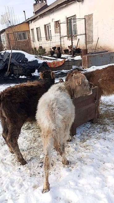 Иттер: Сатам | Кунаажын | Аргын | Бордоп семиртүү үчүн — 1