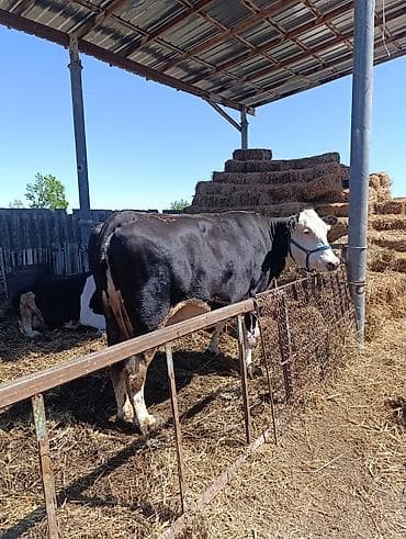 Продаю | Корова (самка) | Голштин | Для молока | Племенные, Стельные