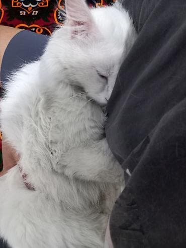 кошка домашный: Ангорская, 1 год, Мальчик, Белый, Приучена к лотку — 6