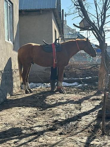 А/ч жаныбарларын сатам: Лошадь гнедой масти с экипировкой для верховой езды. Основные — 1