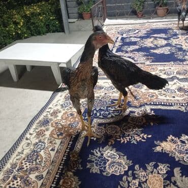 купить собаку доберман в бишкеке: Короз менен мекиш 
привазной Узбекистандан 3.5 айлык — 4