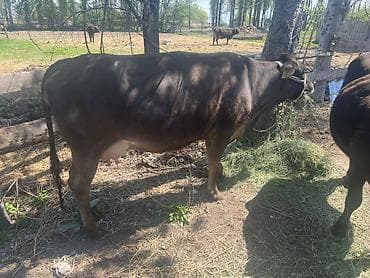 индийский бегунок купить: Продаю | Корова (самка) | Для молока | Привязанные — 4