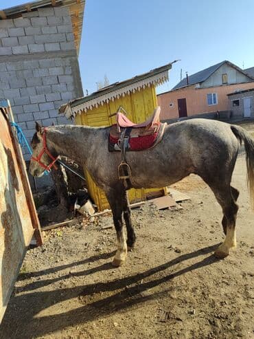 продажа кормов для сельскохозяйственных животных: Продаю | Жеребец | Рабочий — 2