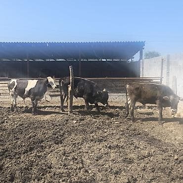 Продаю | Бык (самец) | На откорм