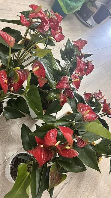 покрывалы: Антуриум (Anthurium) в горшке — эффектное комнатное растение с — 10