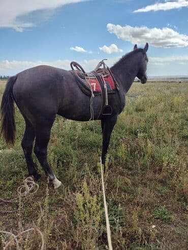 Продаю | Жеребец | Конный спорт