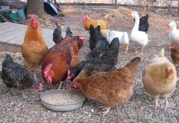 Сатам | Тооктор, Короздор, Балапандар | Жарым брама, Бройлер, Тебиштирүүчү | Союуга, Көбөйтүү үчүн, Жумуртка туудуруу үчүн