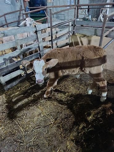 коза заненская: Продаю | Тёлка | На откорм — 2