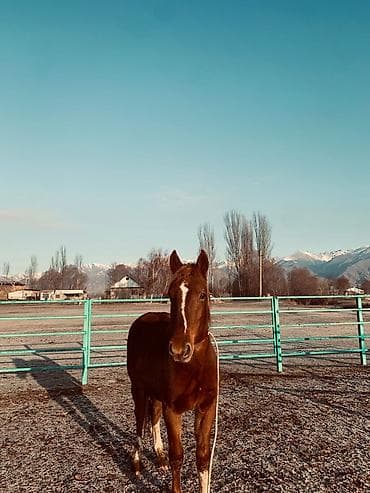 Продаю | Жеребец | Рабочий