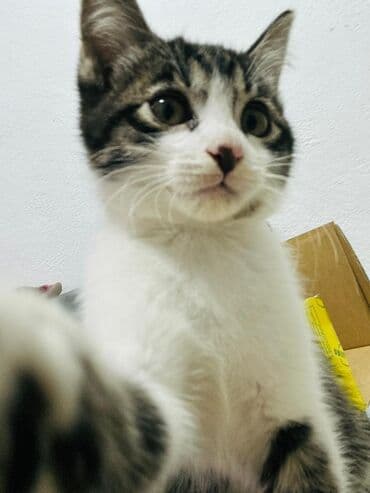 новорожденные котята: Котята – очаровательные малыши разных окрасов: - Бело‑тигровые — 2