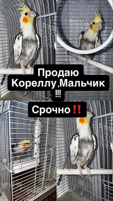 хомяк с клеткой: Корелла (нимфа), самец. ПРОДАЮ СРОЧНО !!! Вместе С клеткой клетка — 1